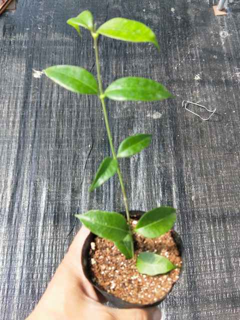 Hoya odorata