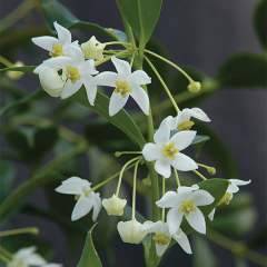 Hoya odorata