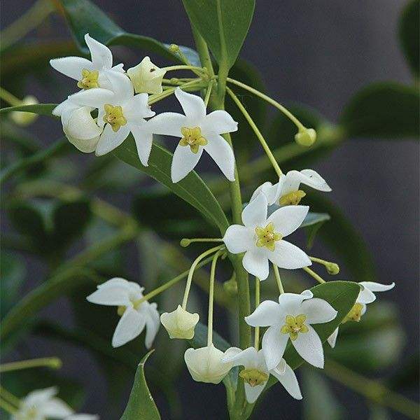 Hoya odorata