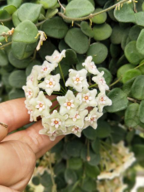 Hoya serpens