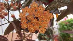 Hoya sigillatis 斑印