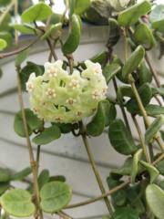 Hoya sp. tengchongensis