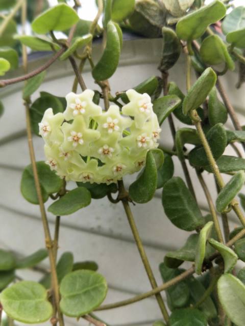 Hoya sp. tengchongensis