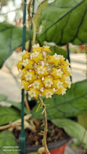 Hoya callistophylla ssp. UT158