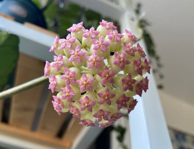 Hoya cv. patcharawalai No.23 (AH seeds 023)/Hoya icensis