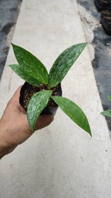 hoya rangsan