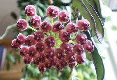 hoya wayetii