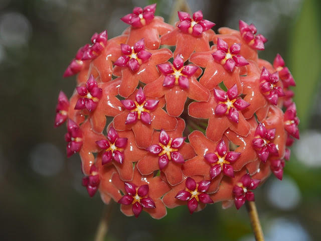 Hoya benguetensis