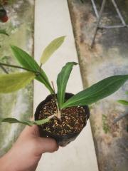 Hoya benguetensis