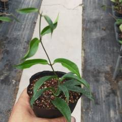 Hoya chlorantha