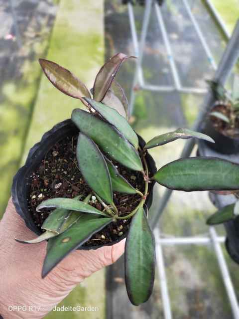 Hoya cv. rosita