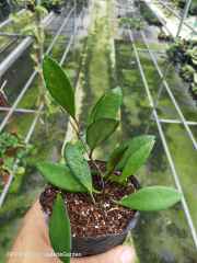 Hoya davidcummingii
