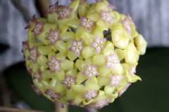 Hoya fusco marginata/Hoya cv.Noelle