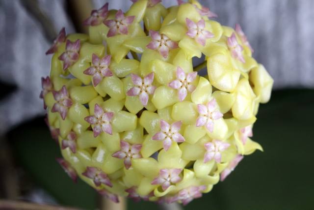 Hoya fusco marginata/Hoya cv.Noelle
