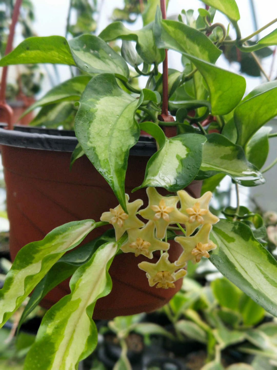 Hoya kenejiana variegata,Hoya