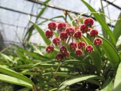 Hoya kentiana