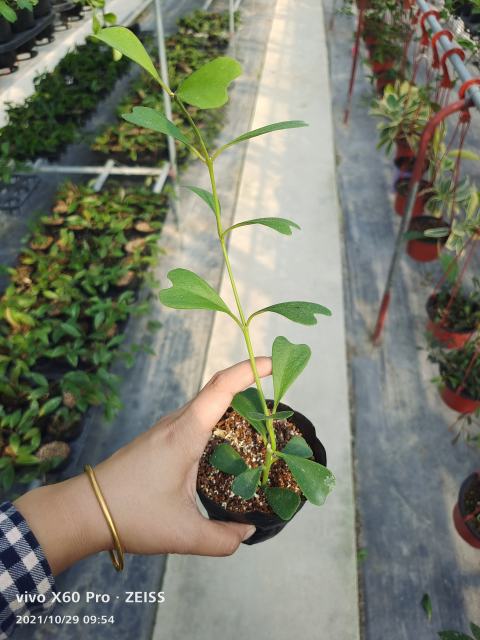 Hoya manipurensisHoya lantsangensis