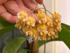 Hoya lasiantha