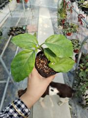 Hoya lasiantha