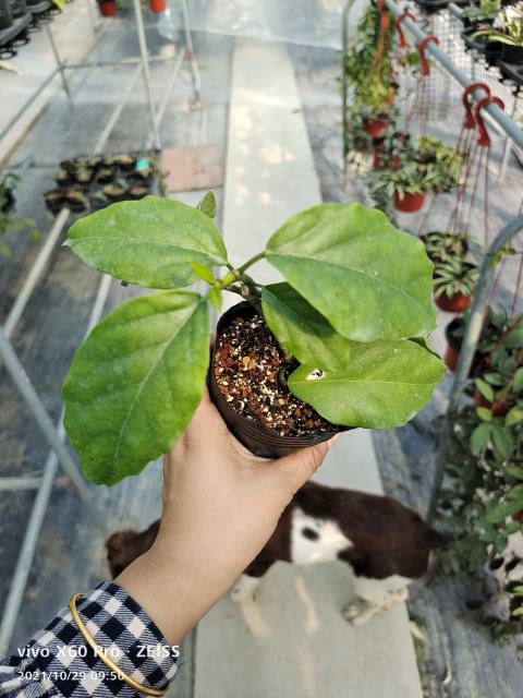 Hoya lasiantha