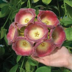 Hoya lauterbachii