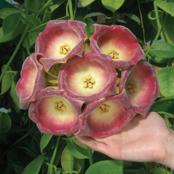 Hoya lauterbachii
