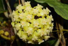 Hoya meredithii