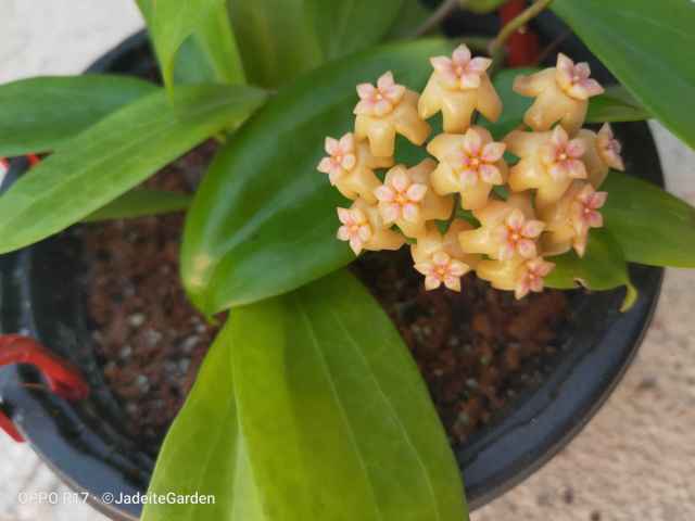 Hoya neoebudica