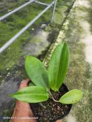 Hoya neoebudica