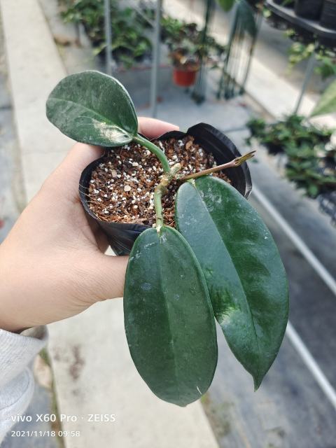 Hoya onychoides