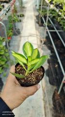 Hoya pachyclada albomarginata long leaf