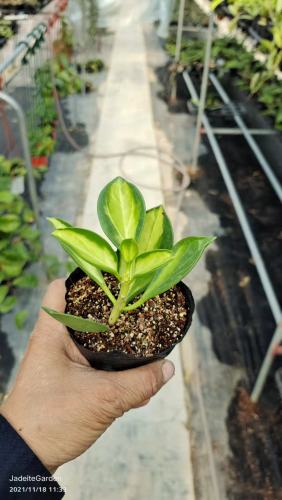 Hoya pachyclada albomarginata long leaf