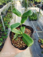 Hoya rotundiflora