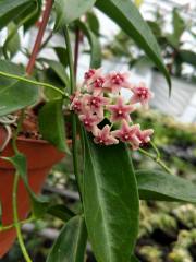 Hoya rubida