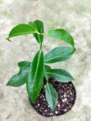 Hoya rubida