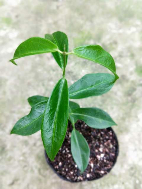 Hoya rubida
