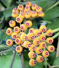 Hoya waymaniae