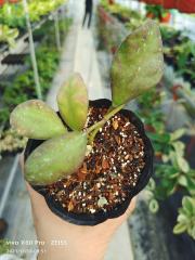 Hoya waymaniae