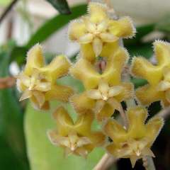 Hoya erythrina