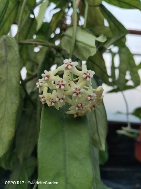 Hoya sp. motuoensis
