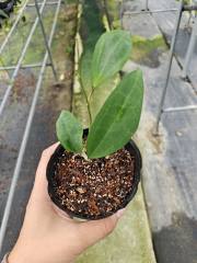 Hoya paulshirleyi/Hoya UT009