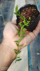 Hoya engleriana