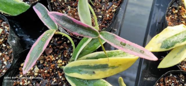 Hoya lyi "prism" (jad010)