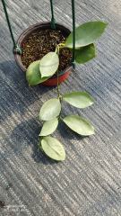 Hoya nervosa “ jokul”  ( jad018)