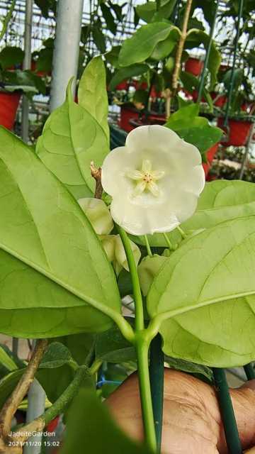 Hoya danumensis