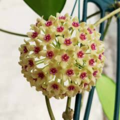Hoya hanhiae cream