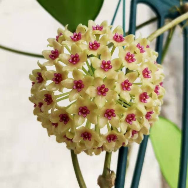 Hoya hanhiae cream