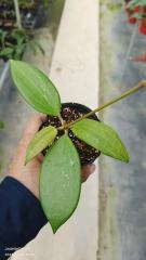 Hoya hanhiae cream
