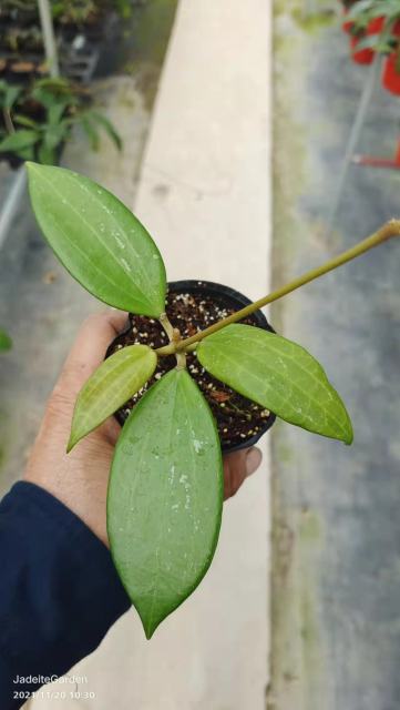 Hoya hanhiae cream