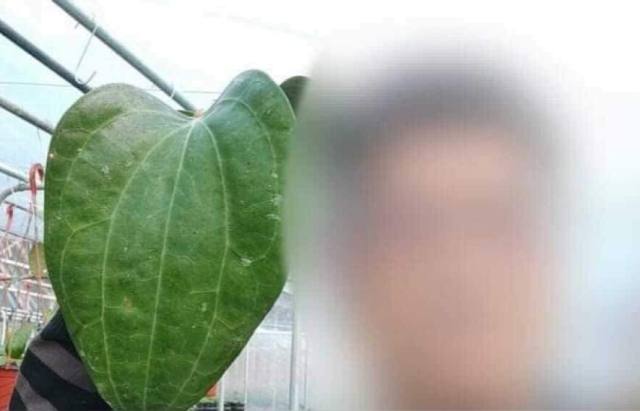 Hoya latifolia ssp. purple